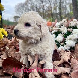 Aussiedoodle Puppies from Crabtree Farm Doodles