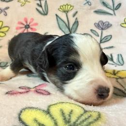 Chocolate - Black tri female Miniature Australian Shepherd puppy in Ringgold, Louisiana from Barrett's Buddies