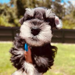 Neddick - Black male Miniature Schnauzer puppy in Lehigh Acres, Florida from Regency Schnauzer