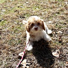 Noel - Blenheim Cavapoo puppy in Dallas /Ft. Worth, Texas from Dallas Designer Dogs
