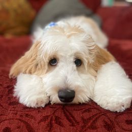 Goldendoodle Puppies from Old Lake Doodles