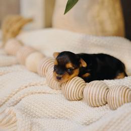 Dexter - Black and tan male Yorkshire Terrier puppy in Eastland, Texas from Peach Yorkies