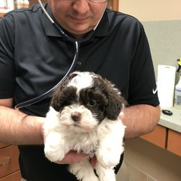 Mal-Shi and Shihpoo Puppies from 3 doodles’ littles