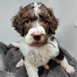 Marcie - Parti female Poodle puppy in Dover, Delaware from Dogtastic Poodles