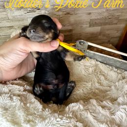 Dexter - Black and cream male Dachshund puppy in Atwood, Oklahoma from Holder’s Doxie Farm
