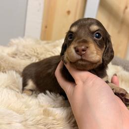 Maple 3750 - Chocolate and cream female Dachshund puppy in Mayville, Michigan from Teenie Little Hearts