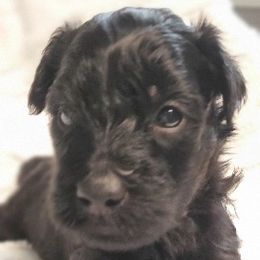 Boy 3 - Merle male Whoodle puppy in Tomball, Texas from Texas Puppy Dreams LLC dba Whoodles and Co.