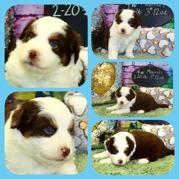 Maserati - Red tri male Toy Australian Shepherd puppy in Levelland, Texas from Once Upon a Time Aussies