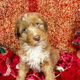 Hazel - Brown and white female Aussiedoodle puppy in Marshall, Arkansas from Buffalo River Puppies