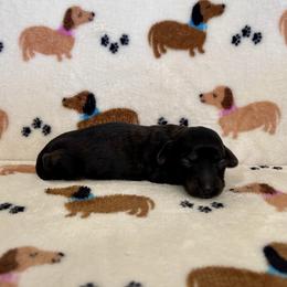 Miss Yellow - Brindle female Dachshund puppy in Willow Springs, Missouri from Krazy Acre Farm