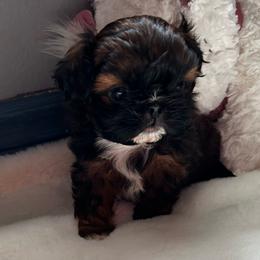Lyric - Red male Shih Tzu puppy in Kempner, Texas from Shih Tzu Reign