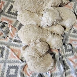 Poodle puppies from Pine Ridge Kennels