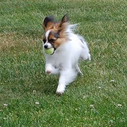 Papillon Puppies from Belladonna Papillons