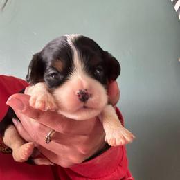 Purple tri - Tri-color female Cavalier King Charles Spaniel puppy in Greenleaf, Wisconsin from Ledgetop Family Cavaliers