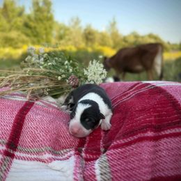 Dangerous - Tri-color male Border Collie puppy in Alexander, Maine from High Velocity Stockdogs