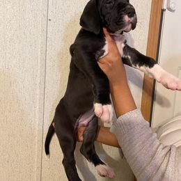 Great Dane and Yorkshire Terrier Puppies from Chuck City Danes