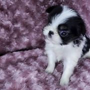 Bunny - Black tan and white female Japanese Chin puppy in Johnson City, Tennessee from Erin & Friends Japanese Chin