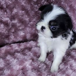 Bunny - Black tan and white female Japanese Chin puppy in Johnson City, Tennessee from Erin & Friends Japanese Chin