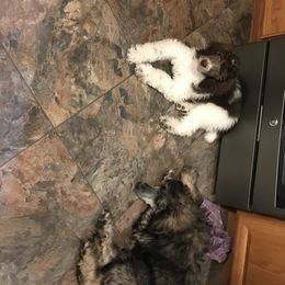 Poodle Puppies from 406 Poodles