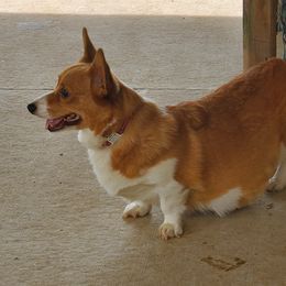 Emmy - Pembroke Welsh Corgi