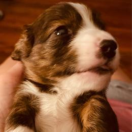 Blaze - Brindle male Dachshund puppy in Petersburg, Virginia from Wiggle Waddle Dachshunds