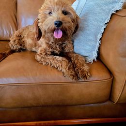 Sydney - Goldendoodle