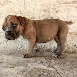 Yellow Collar - Gray and fawn male Cane Corso puppy in Catawba, North Carolina from Catawba Cane Corso