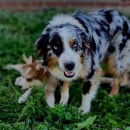 Rocky - Australian Shepherd