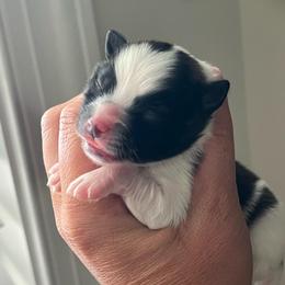 Dexter - Tri-colored male Pomeranian puppy in Hernando, Mississippi from The Pom Squad