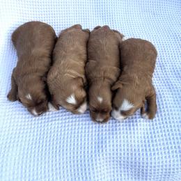 Boy 2 - Apricot male Goldendoodle puppy in Fredericksburg, Ohio from Timshell Farm: Specialty Crossbreed Puppies