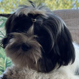 French Bulldogs, Miniature American Shepherds, and Shih Tzus from Serene Prairie K9