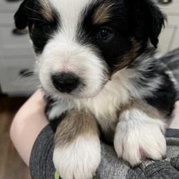 Australian Shepherd Puppies from Kelly Arndt