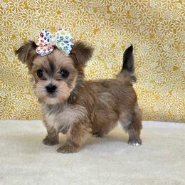 Autumn - Gold female Morkie puppy in Monticello, Iowa from Ashley’s Puppies