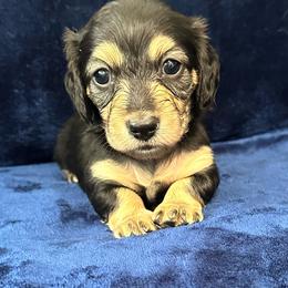 Tangerine - Black and cream female Dachshund puppy in Memphis, Tennessee from River City Doxies