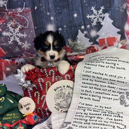 Hedwig - Black tri-color male Australian Shepherd puppy in Fredericksburg, Virginia from Cooper Ridge Aussies