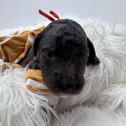 Orange Collar - Merle male Goldendoodle puppy in Meridian, Mississippi from Smoodles