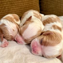 Girl 1 - female Cavalier King Charles Spaniel puppy in Creedmoor, North Carolina from Cavalier Obsession