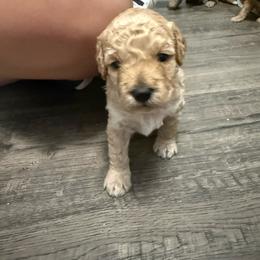 Female 3 - Buff female Cockapoo puppy in Dahlonega, Georgia from Loveable Cockapoos