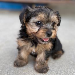 Girl 1 - Black and tan female Yorkshire Terrier puppy in Basile, Louisiana from The Lazy 3 Ranch