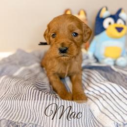 Mac - Red  male Goldendoodle puppy in Melba, Idaho from KZ Doodles