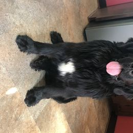 Ebony - Newfoundland