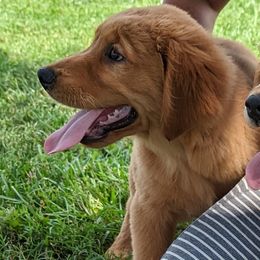 Australian Shepherd and Golden Retriever Puppies from Happy Valley Farms