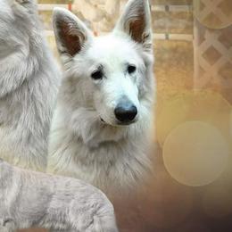 Berger Blanc Suisses and German Shepherds from Von Holtzapple German shepherds