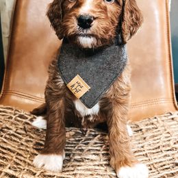 Goldendoodle Puppies from The Doting Doodle