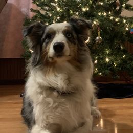 Australian Shepherds from MeadowView Australian Shepherds