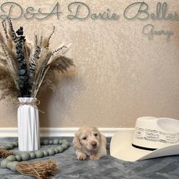 George - Fawn (isabella) and cream male Dachshund puppy in Wichita Falls, Texas from D&A Doxie Belles