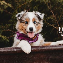 Miniature Australian Shepherd Puppies from Fireside Mini Australian Shepherds