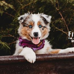 Miniature Australian Shepherd Puppies from Fireside Mini Australian Shepherds