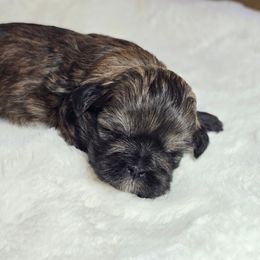 Carlie - Brindle female Shih Tzu puppy in Mountain Grove, Missouri from Precious Puppies