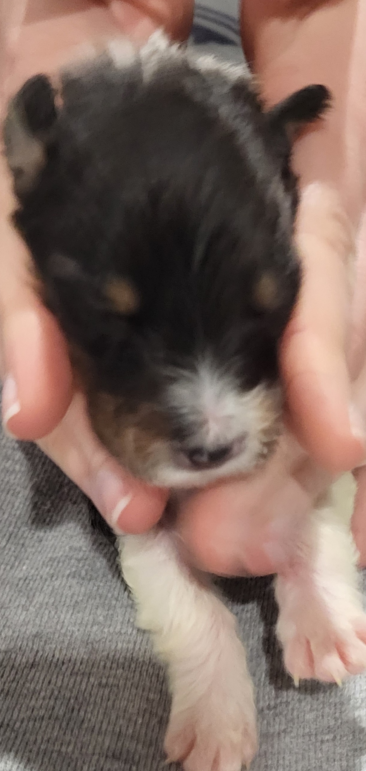 Shetland Sheepdog Puppies from Terri  Riley